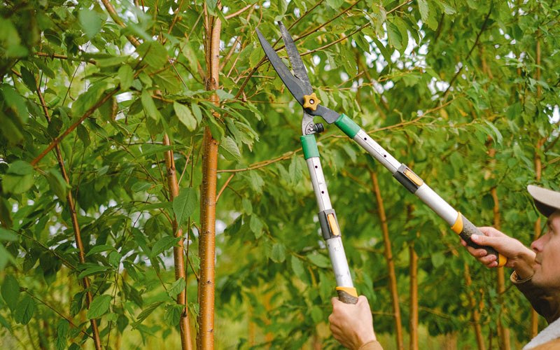Tree trimming in Utica, SD