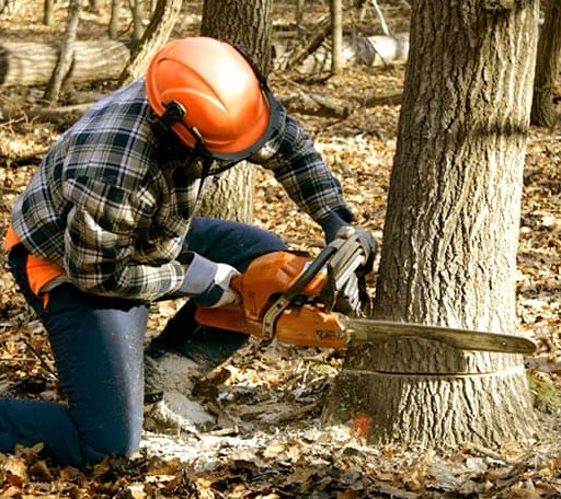 Tree Removal in Utica, SD